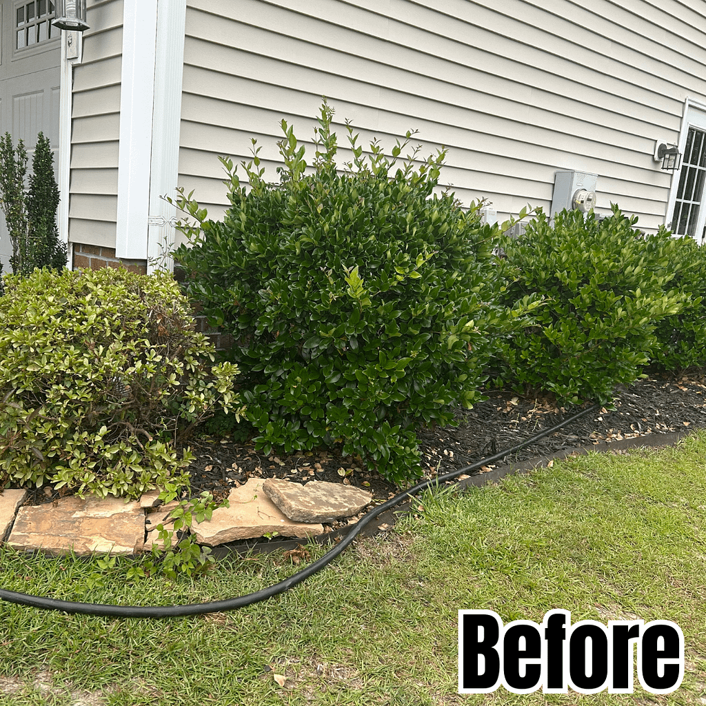 Before photo of overgrown bushes