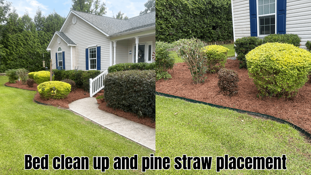 Photo with neatly trimmed bushes and garden beds with pine straw